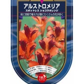 アルストロメリア スポットレス ショコラオレンジ 【花球根 1球】|球根類