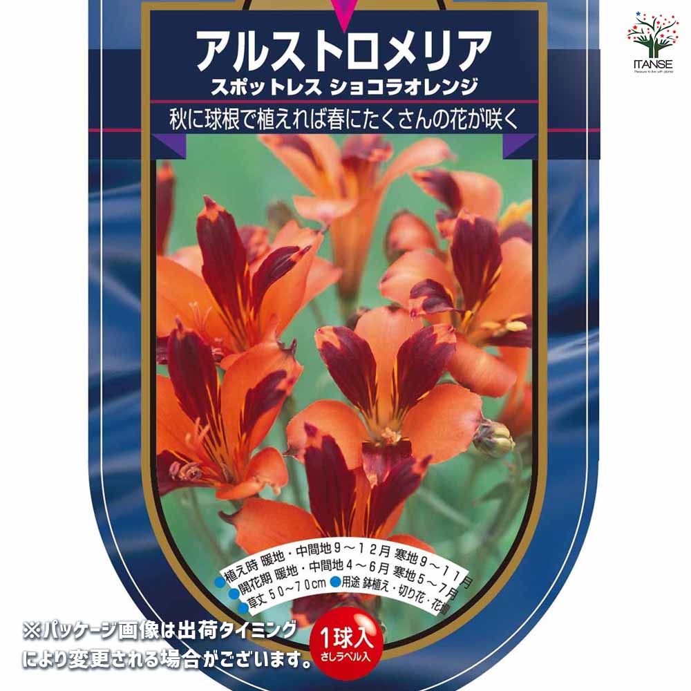 アルストロメリア スポットレス ショコラオレンジ 【花球根 1球