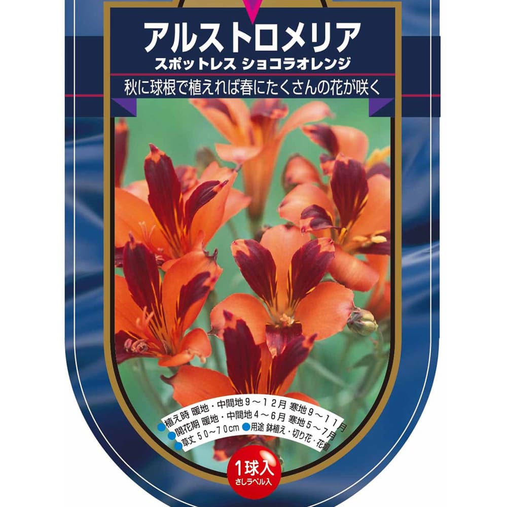 アルストロメリア スポットレス ショコラオレンジ 【花球根 1球】