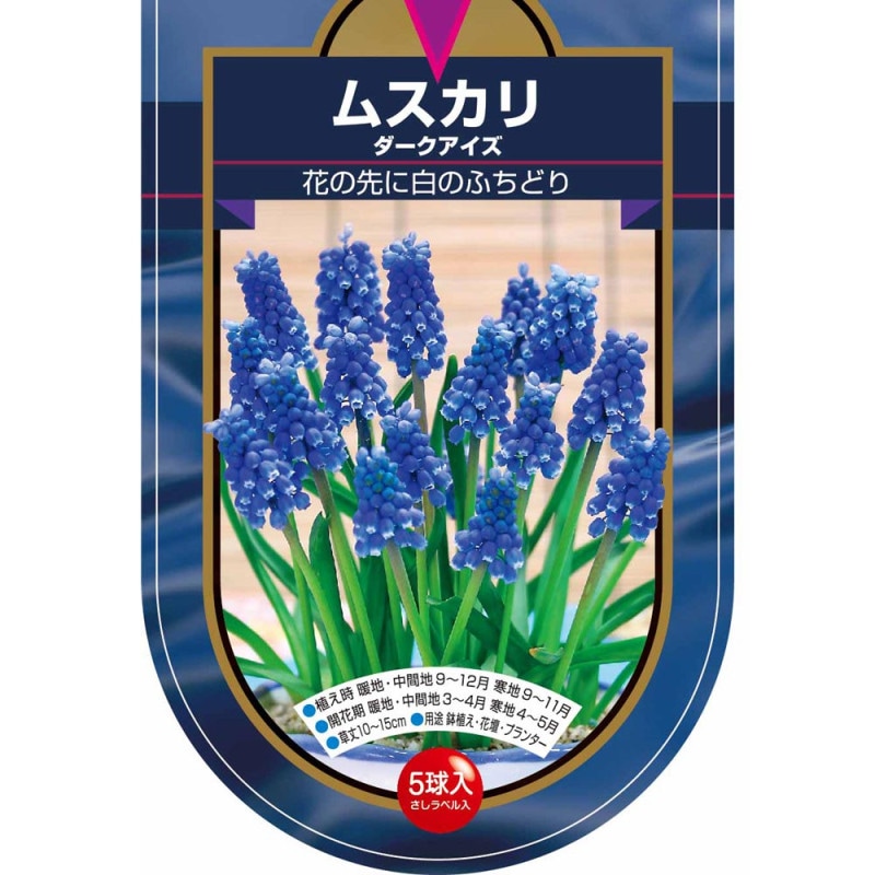 球根 ムスカリ 3種混合 【花球根 10球】｜ 【植物のITANSE】全品