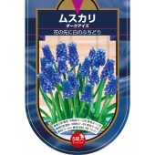 球根 ムスカリ ダークアイズ 【花球根 5球】|球根類