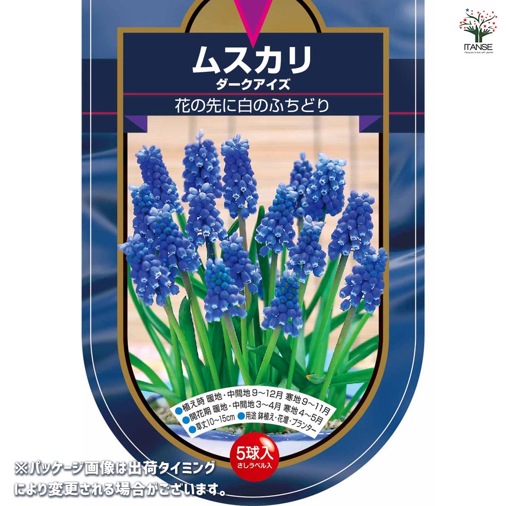 球根 ムスカリ ダークアイズ 【花球根 5球】｜ 【植物のITANSE