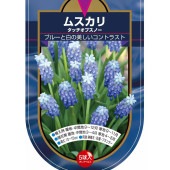 球根 ムスカリ タッチオブスノー 【花球根 5球】|球根類