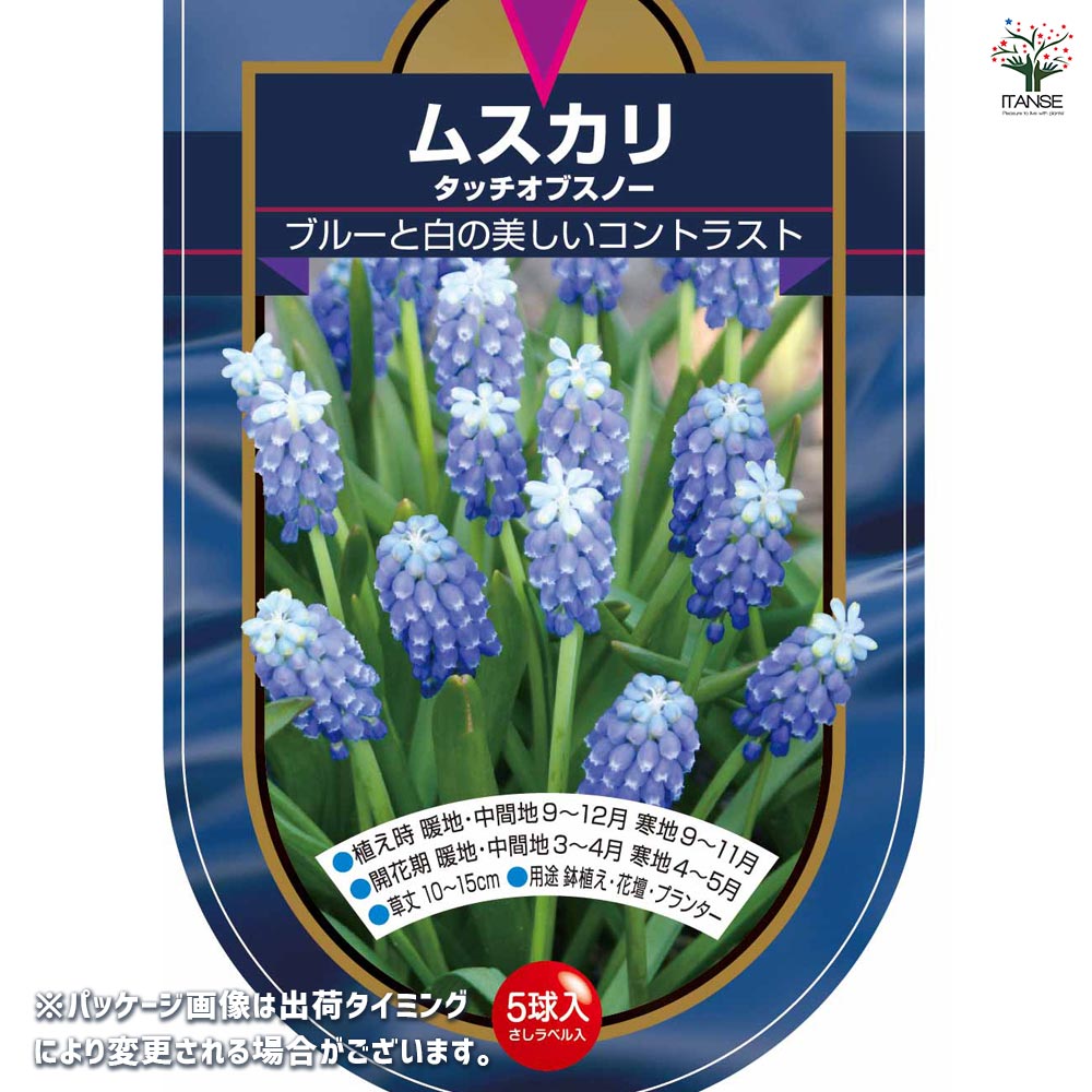 6月発送ご希望 ムスカリ球根 球根 ムスカリ タッチオブスノー 【花球根 5球】｜ 【植物の