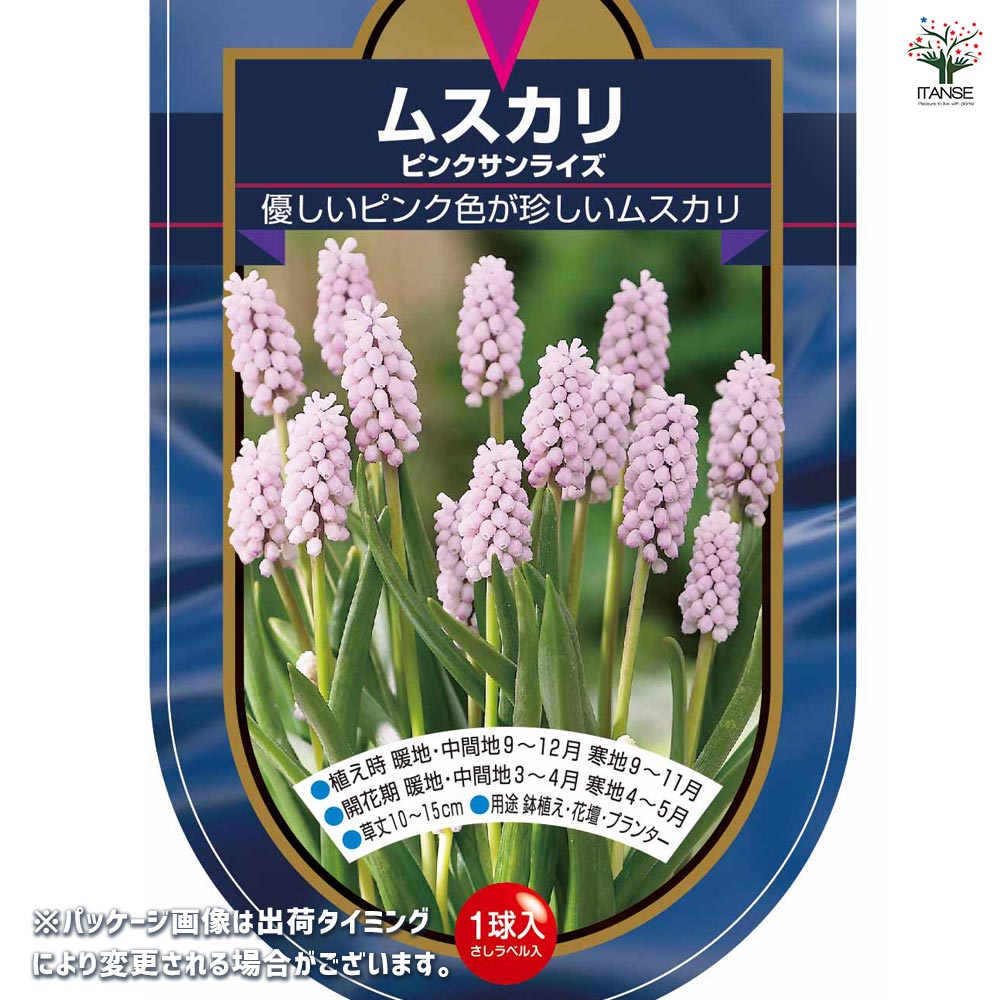球根 ムスカリ ピンクサンライズ 【花球根 1球】｜ 【植物の