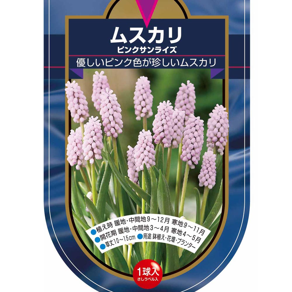 希少 球根 透明感 冷蔵 アイス ムスカリ『ピンクサンライズ』２球 長く早く咲く Amazon | ムスカリ ピンクサンライズ 球根 10球 はなみどり | 球根