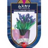球根 ムスカリ ラティフォリューム 【花球根 10球】|球根類