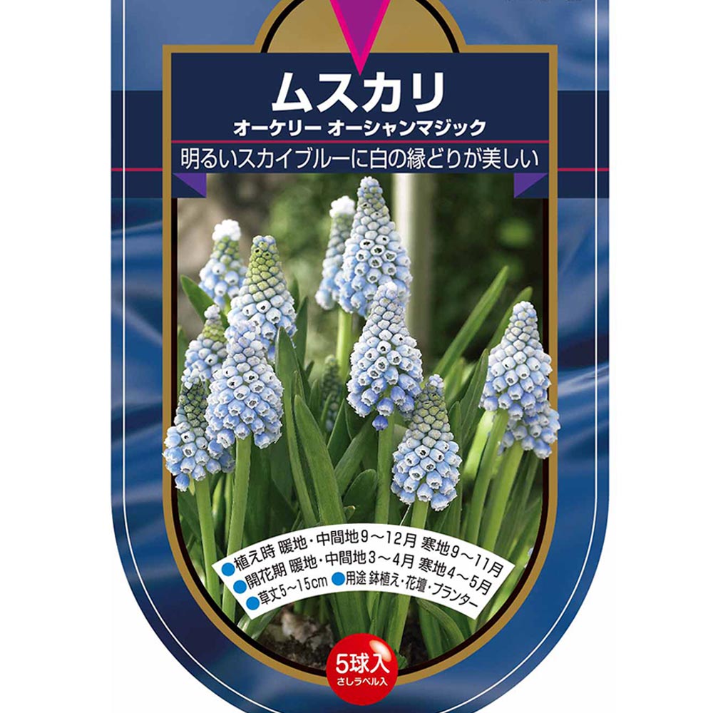 6月発送ご希望 ムスカリ球根 6月発送ご希望 ムスカリ球根