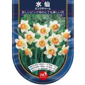 球根 水仙カップ咲き ピンクチャーム 【花球根 2球】|花球根|球根類