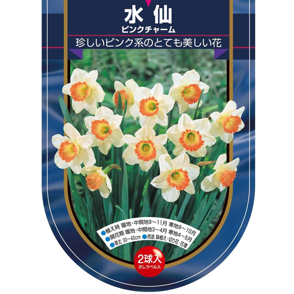 球根 水仙カップ咲き ピンクチャーム 【花球根 2球】
