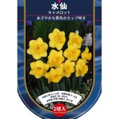 球根 水仙カップ咲き キャメロット 【花球根 2球】|花球根|球根類