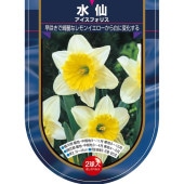 球根 水仙カップ咲き アイスフォリス 【花球根 2球】|花球根|球根類