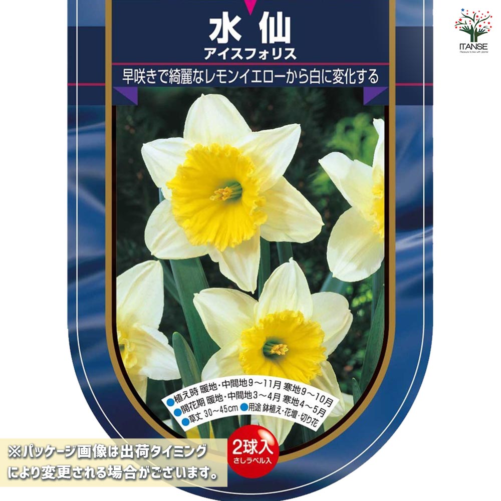 球根 水仙カップ咲き アイスフォリス 【花球根 2球】｜ 【植物の