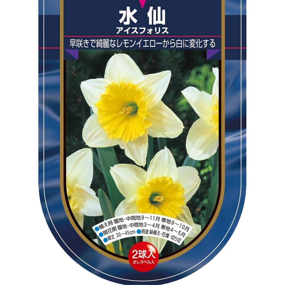 球根 水仙カップ咲き アイスフォリス 【花球根 2球】| 【植物の 球根 水仙カップ咲き アイスフォリス 【花球根 2球】| 【植物の