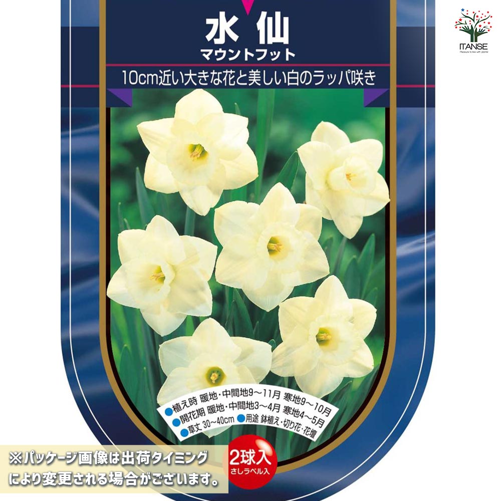 球根 水仙ラッパ咲き マウントフット 【花球根 2球】｜ 【植物の
