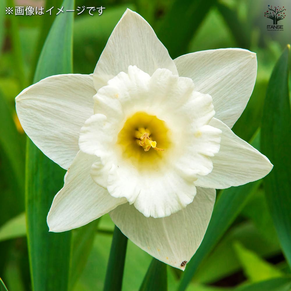 球根 水仙ラッパ咲き マウントフット 【花球根 2球】｜ 【植物の