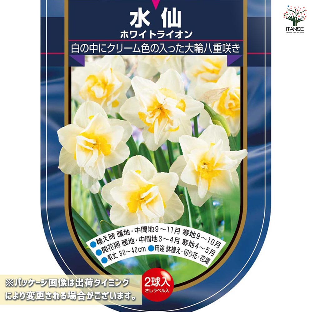 メイテル様 確認用 水仙　超多弁咲き 1球根 ① 0060150000052.jpg