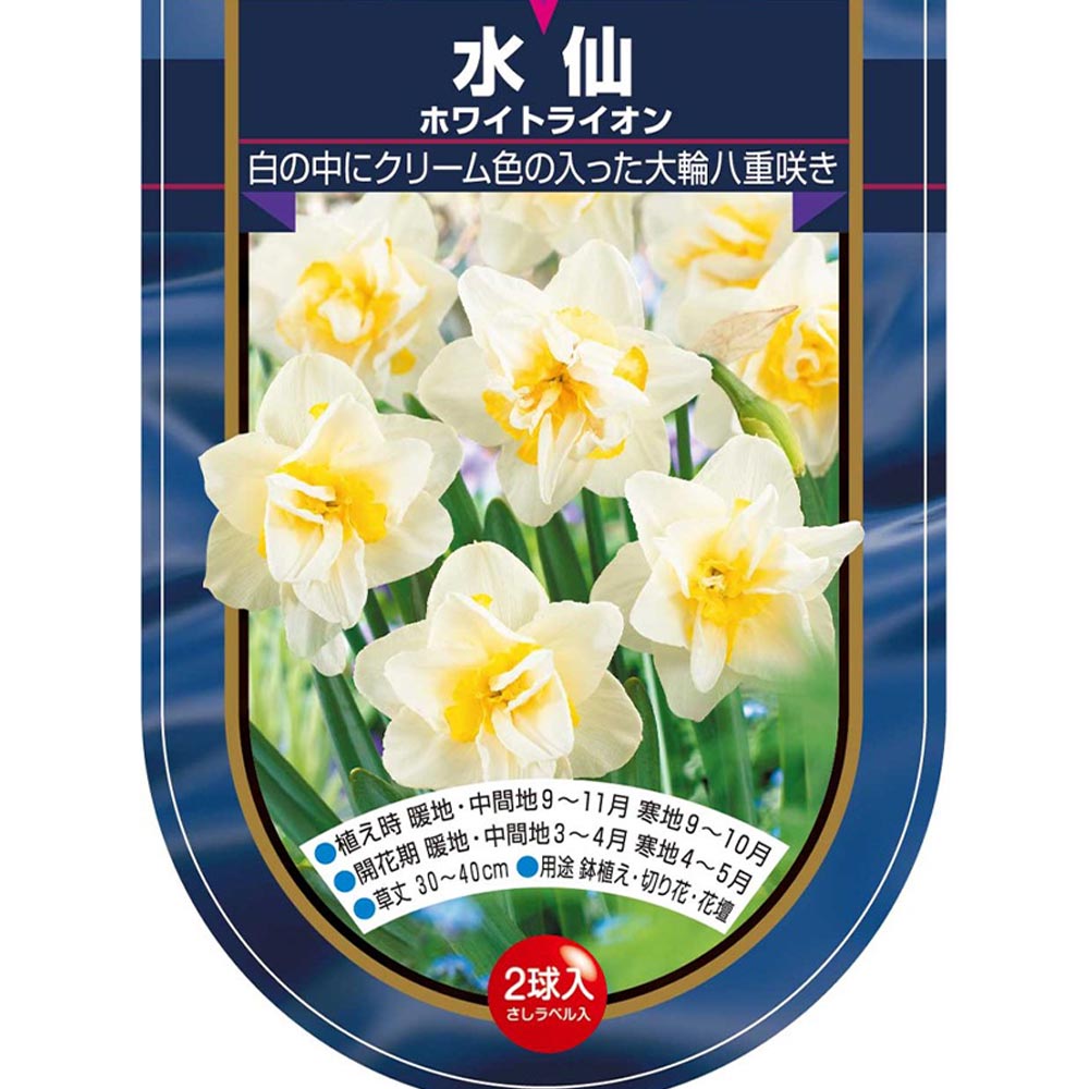 球根 水仙八重咲き ホワイトライオン 【花球根 2球】｜ 【植物の