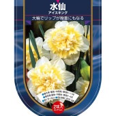 球根 水仙八重咲き アイスキング 【花球根 2球】|花球根|球根類