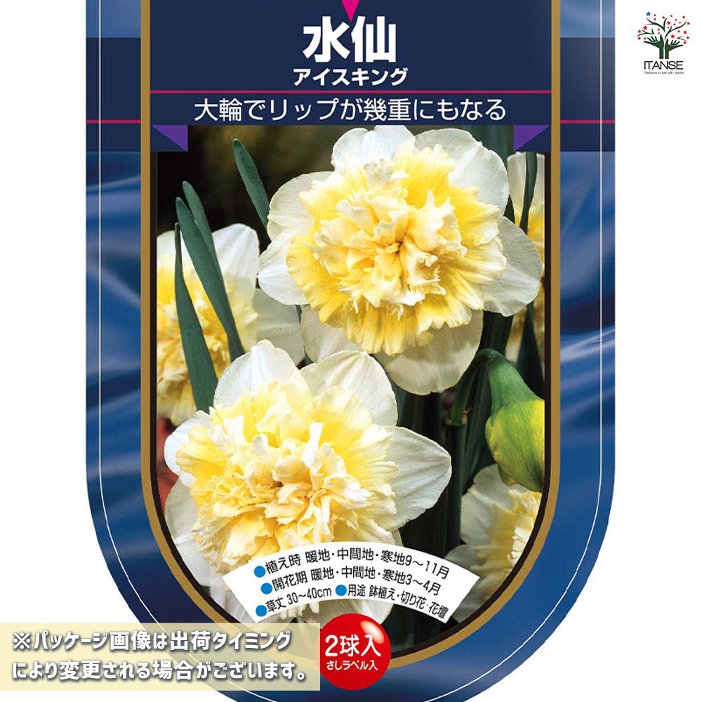 メイテル様 確認用 水仙　超多弁咲き 1球根 ① 楽天市場】球根 八重咲き水仙 リプリート 福花園 2球 fke : フラワー
