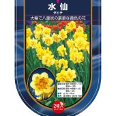 球根 水仙八重咲き タヒチ 【花球根 2球】|花球根|球根類