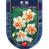 球根 水仙八重咲き レプリート 【花球根 2球】|花球根|球根類