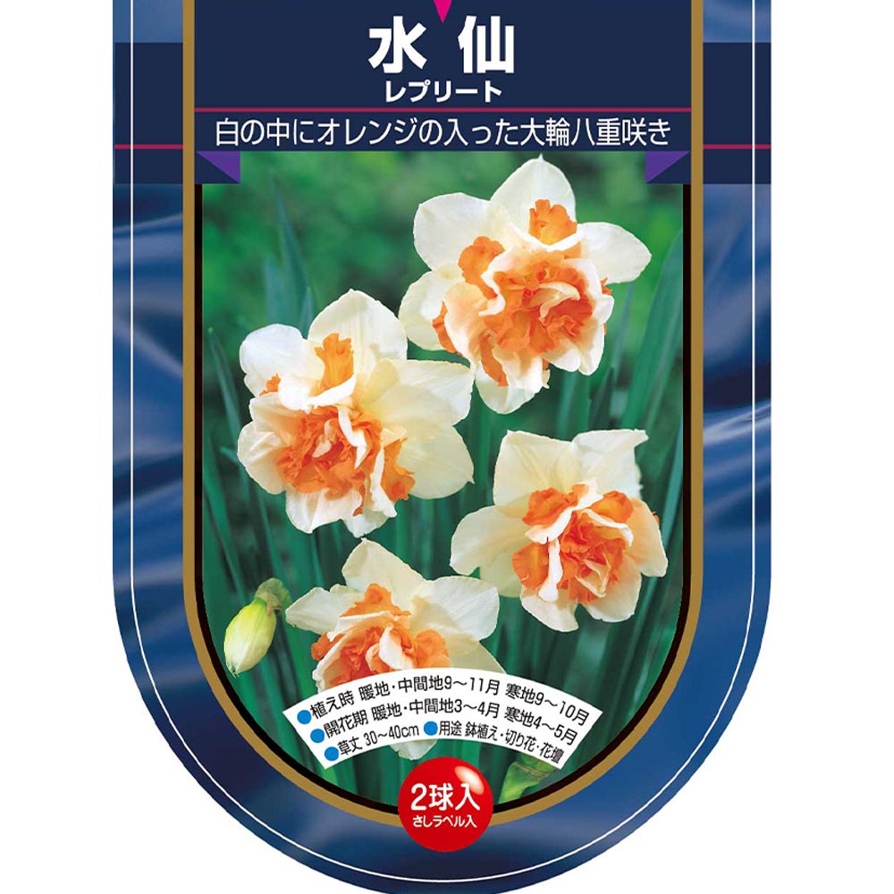 球根 水仙八重咲き レプリート 【花球根 2球】