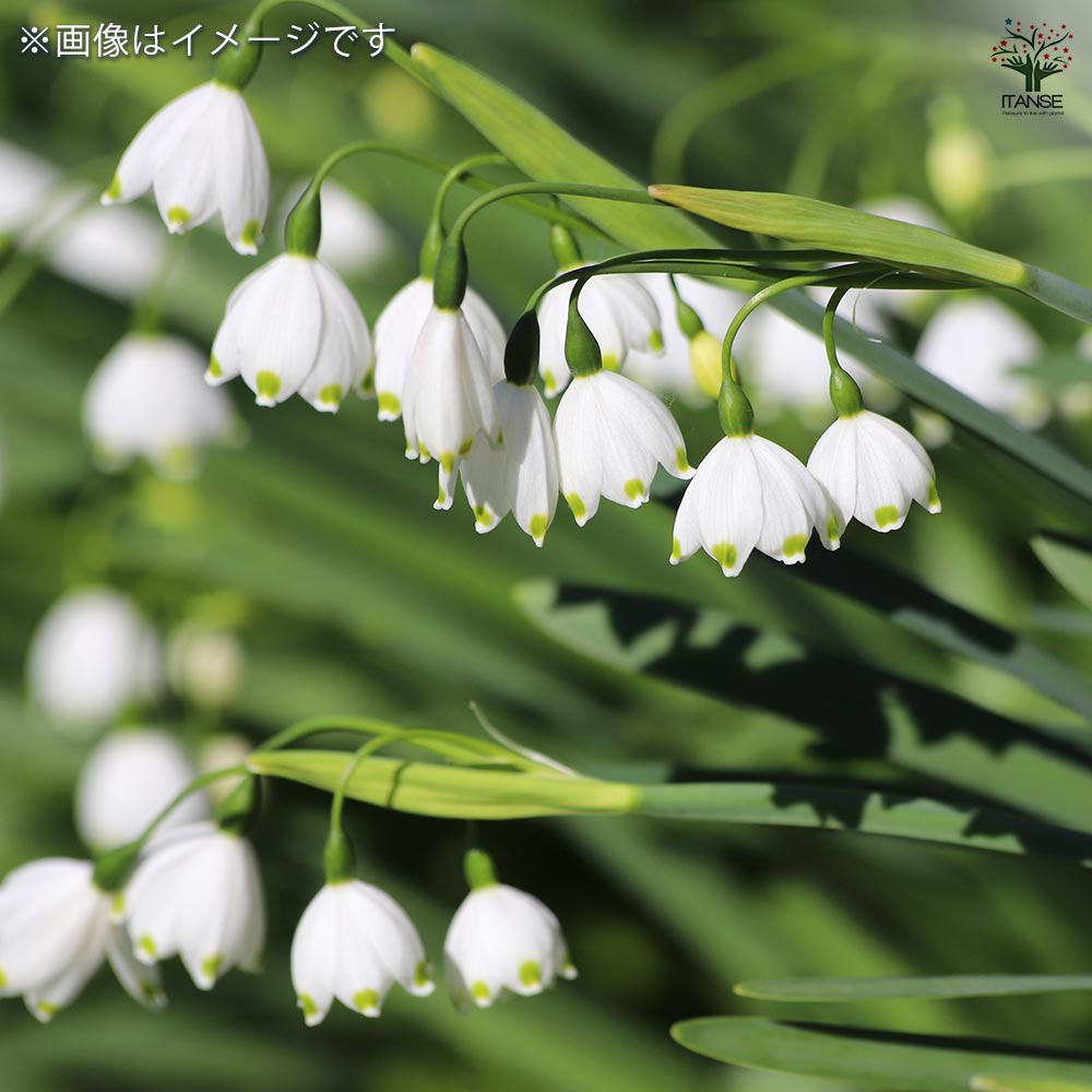 メイテル様 確認用 水仙　超多弁咲き 1球根 ① メイテル様 確認用 水仙 超多弁咲き 1球根 ① メイテル様 確認用 水仙