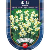 球根 水仙房咲き 日本水仙 【花球根 2球】|花球根|球根類