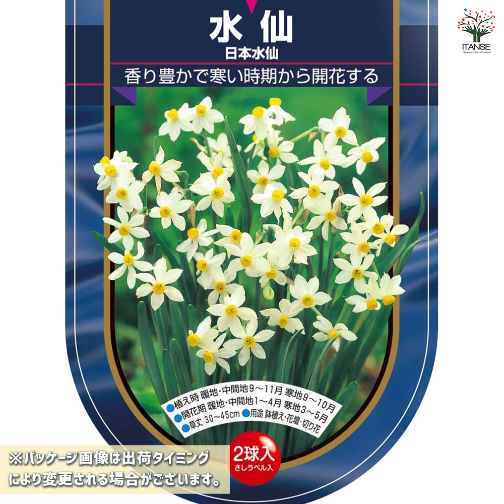 球根 水仙房咲き 日本水仙 【花球根 2球】｜ 【植物のITANSE