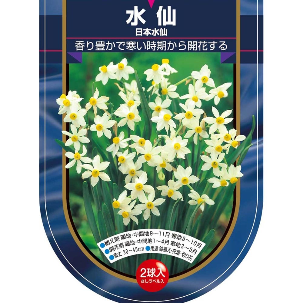 球根 水仙房咲き 日本水仙 【花球根 2球】