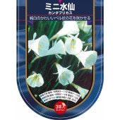 球根 水仙ベル咲きミニ バルボコジューム カンタブリカス  【花球根 3球】|花球根|球根類