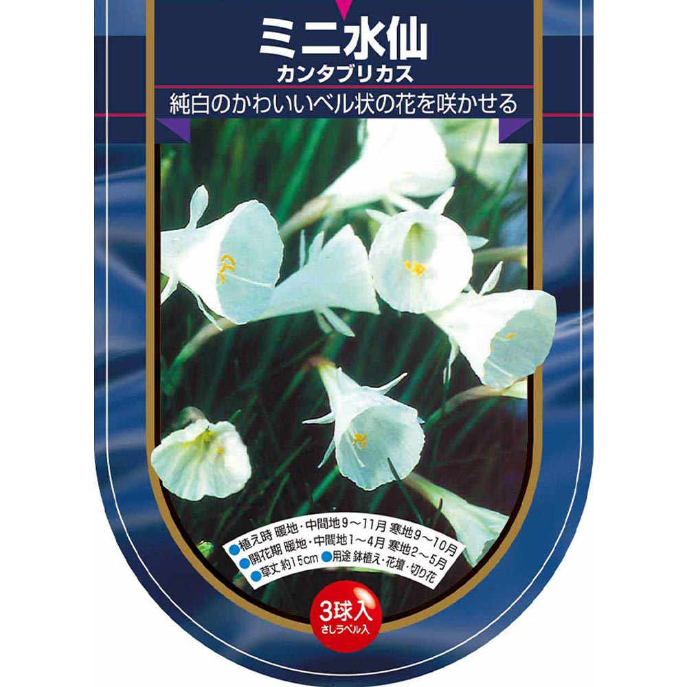 球根 水仙ベル咲きミニ バルボコジューム カンタブリカス  【花球根 3球】