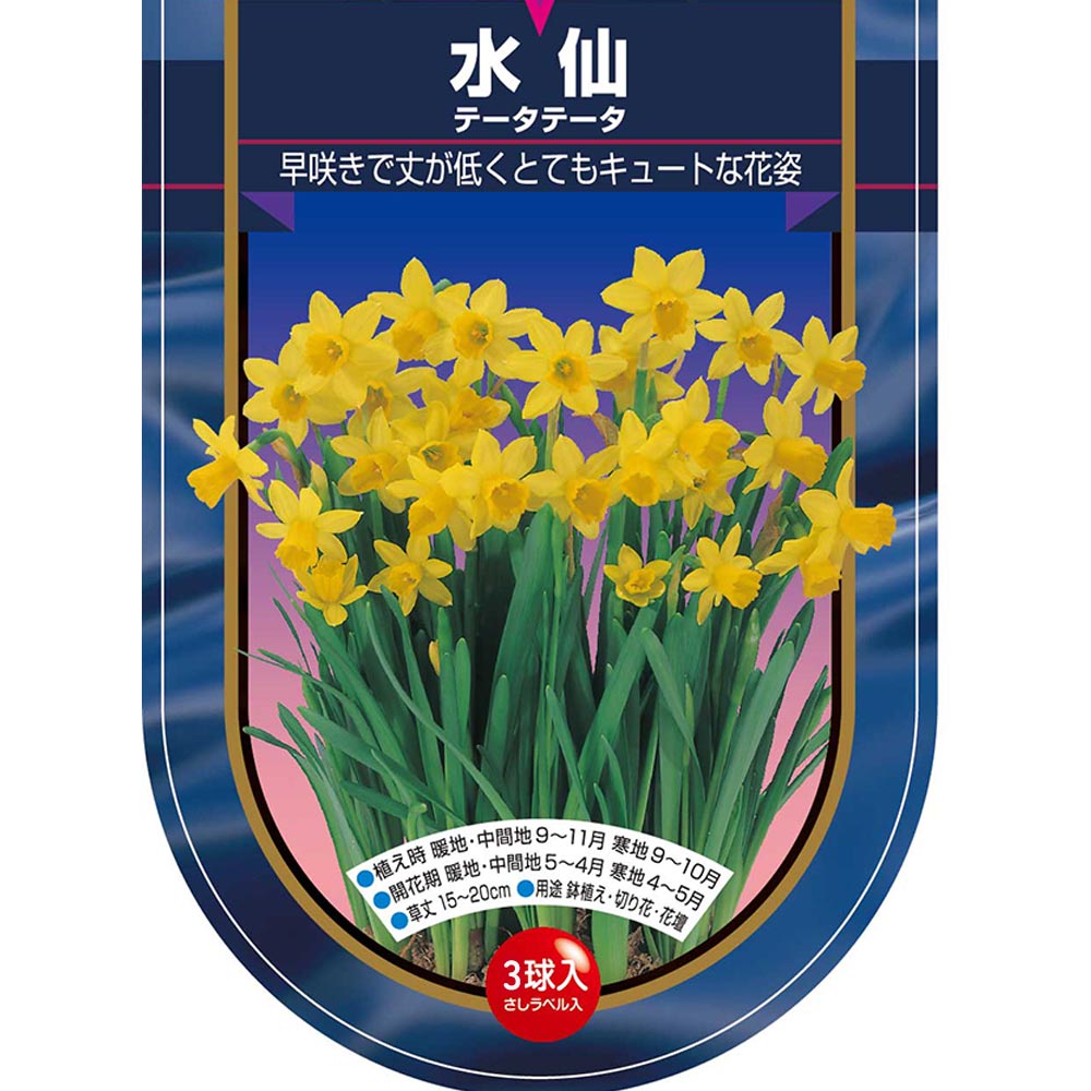 球根 水仙ミニ水仙 テータテート 【花球根 3球】