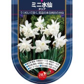 球根 水仙ミニ水仙 タリア 【花球根 2球】|花球根|球根類