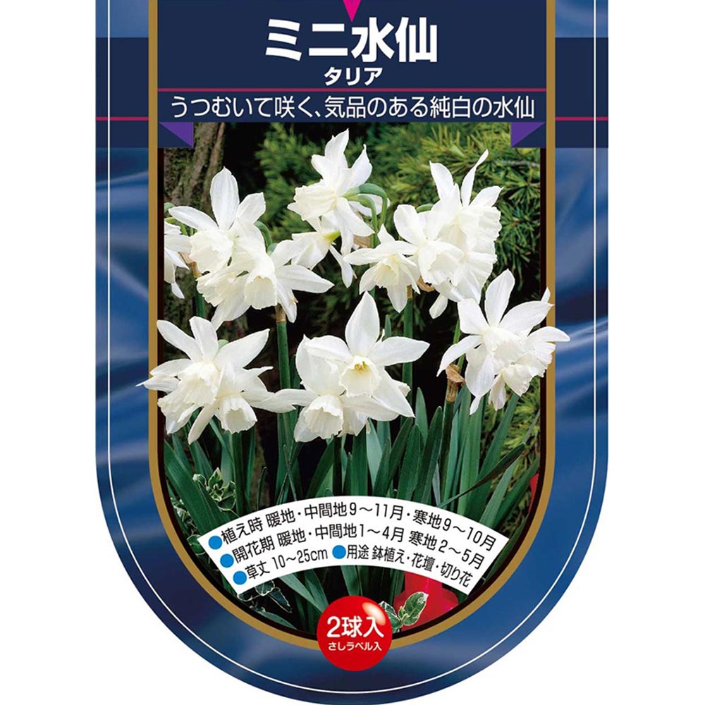 球根 水仙ミニ水仙 タリア 【花球根 2球】