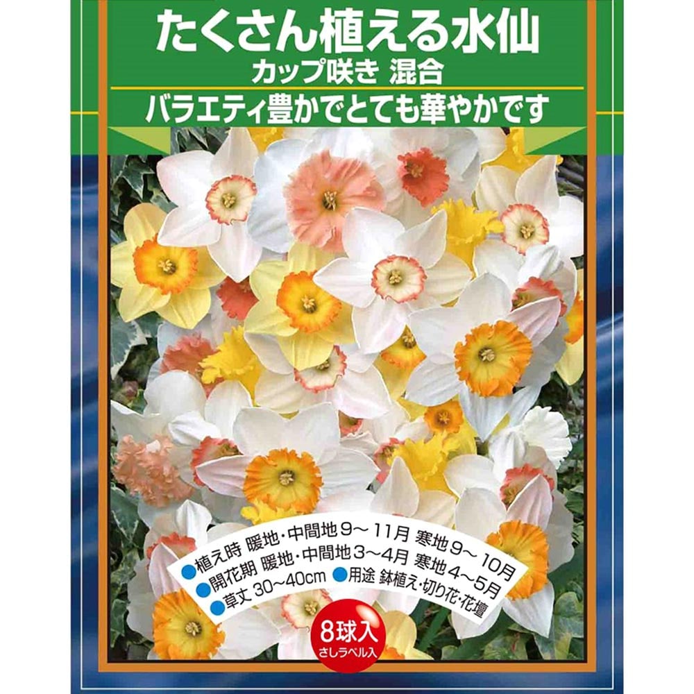 球根 たくさん植える水仙 カップ咲き 混合 【花球根 8球】