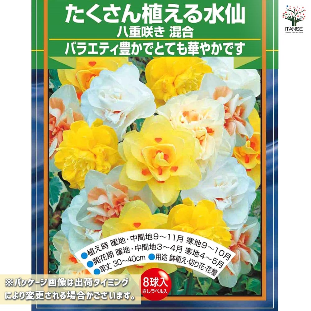 球根 たくさん植える水仙 八重咲き 混合 【花球根 8球】｜ 【植物の