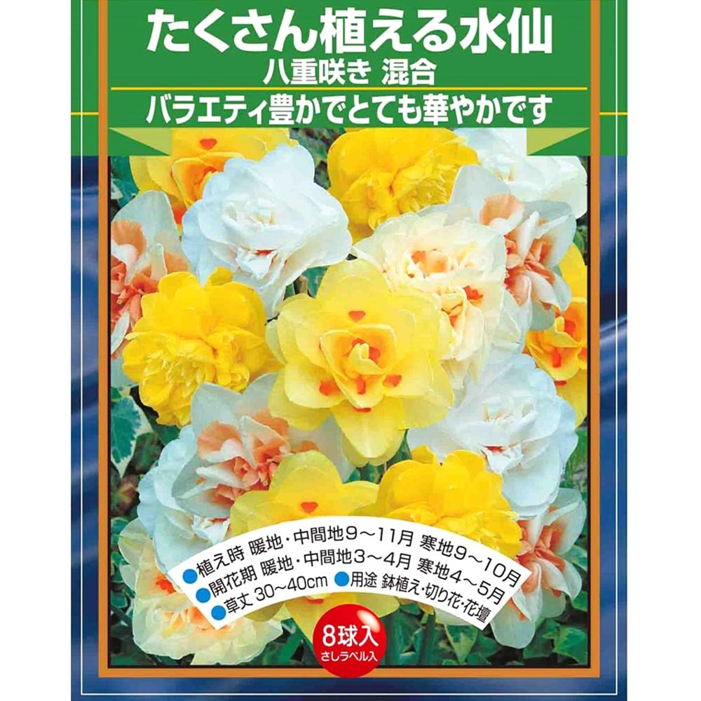 球根 たくさん植える水仙 八重咲き 混合 【花球根 8球】
