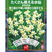 球根 たくさん植える水仙 日本水仙 【花球根 8球】|花球根|球根類