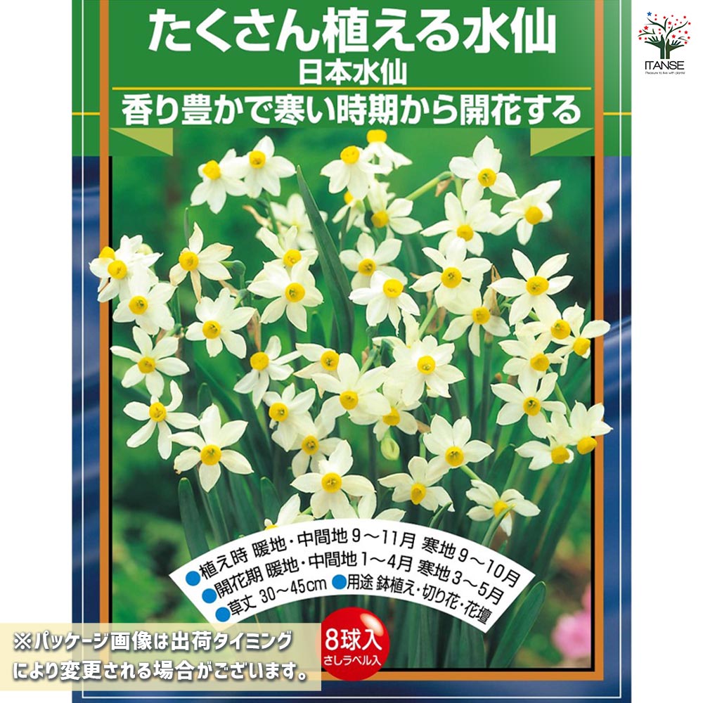 球根 たくさん植える水仙 日本水仙 【花球根 8球】｜ 【植物の