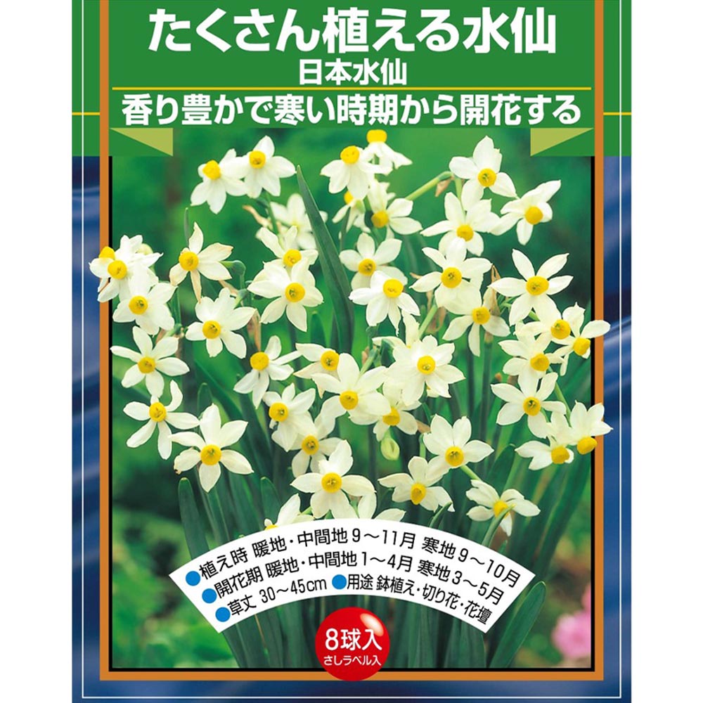 球根 たくさん植える水仙 日本水仙 【花球根 8球】