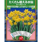 球根 たくさん植える水仙 テータテート 【花球根 8球】|花球根|球根類