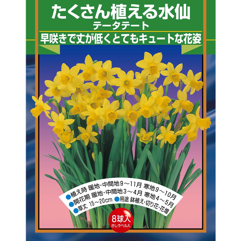 球根 たくさん植える水仙 テータテート 【花球根 8球】