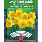 球根 たくさん植える水仙 ガーデンジャイアント 【花球根 8球】|花球根|球根類