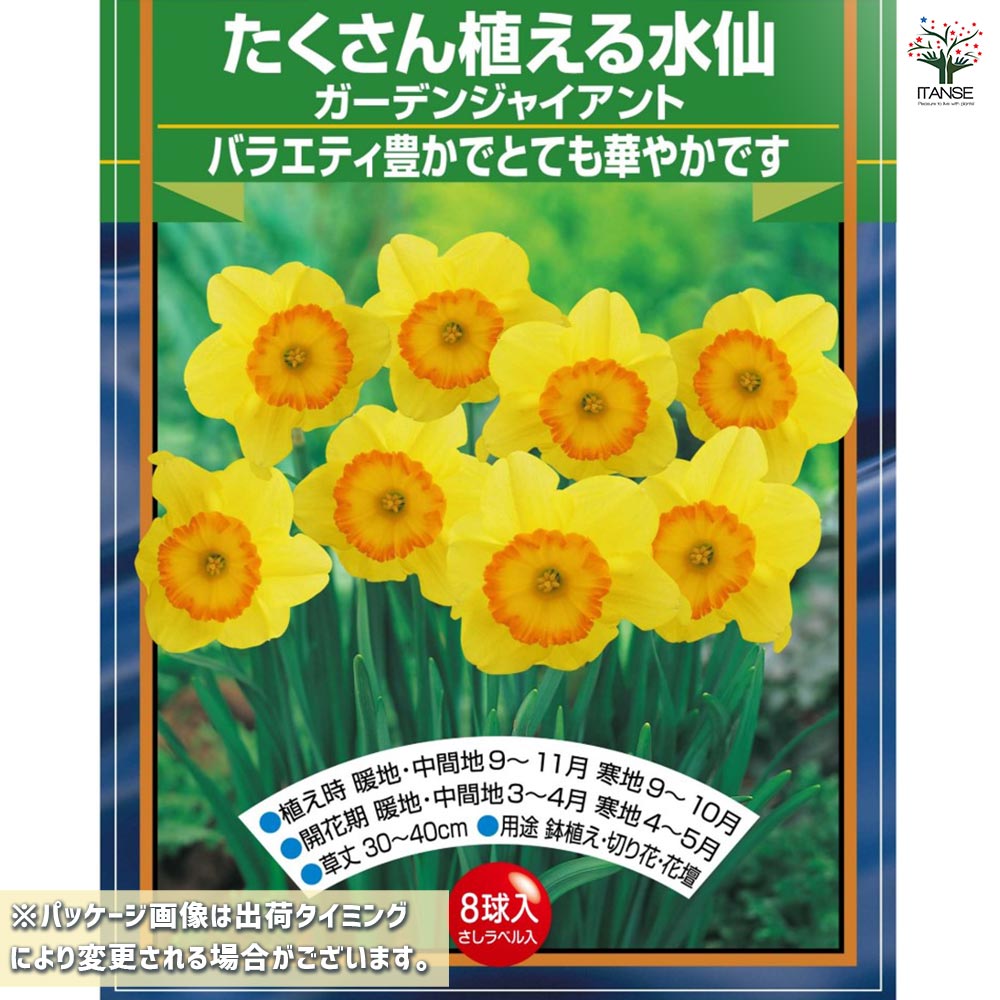 球根 たくさん植える水仙 ガーデンジャイアント 【花球根 8球