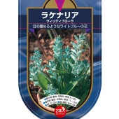 球根 ラケナリア ヴィリディフローラ 【花球根 2球】|花球根|球根類