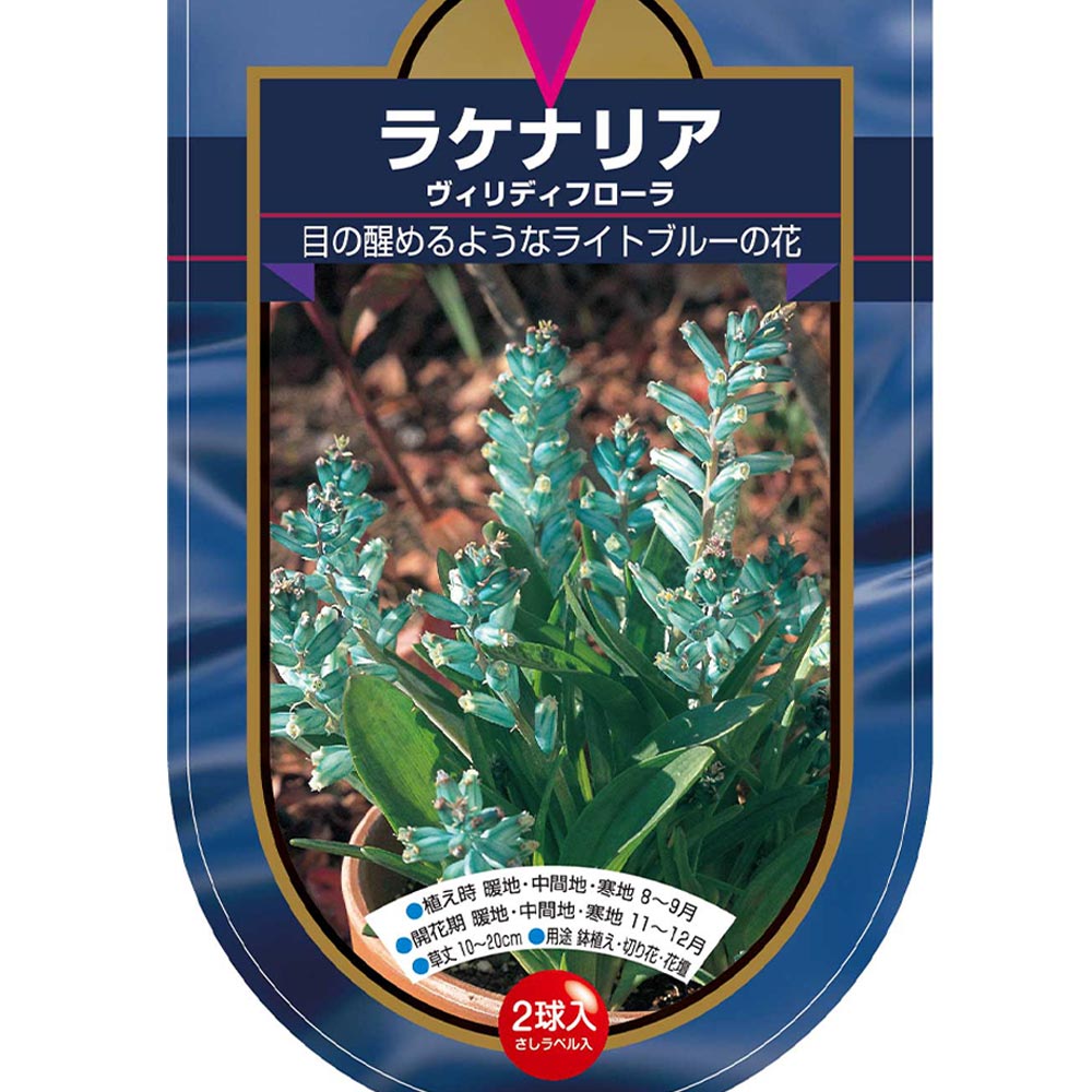 球根 ラケナリア ヴィリディフローラ 【花球根 2球】