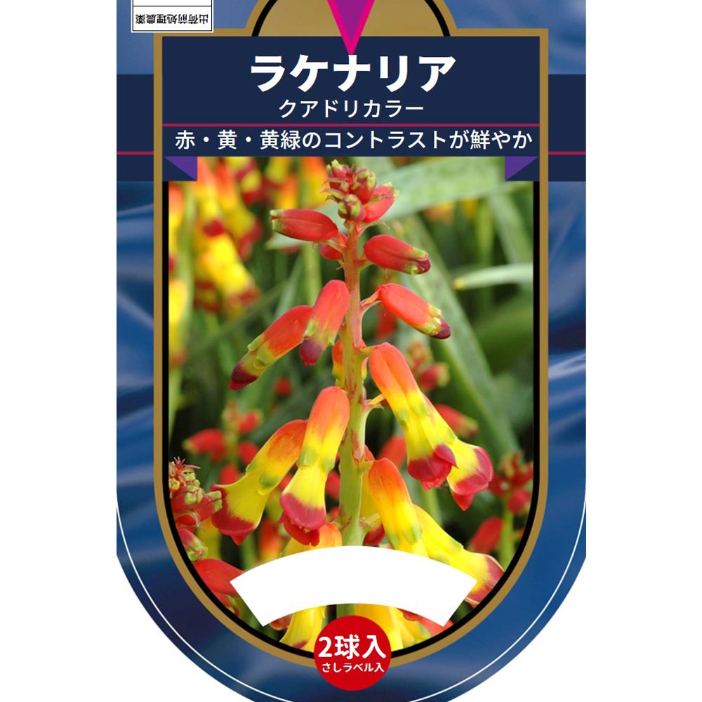 球根 ラケナリア クアドリカラー(赤～黄･緑) 【花球根 2球】