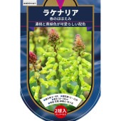 球根 ラケナリア 春のほほえみ(緑) 【花球根 2球】|花球根|球根類